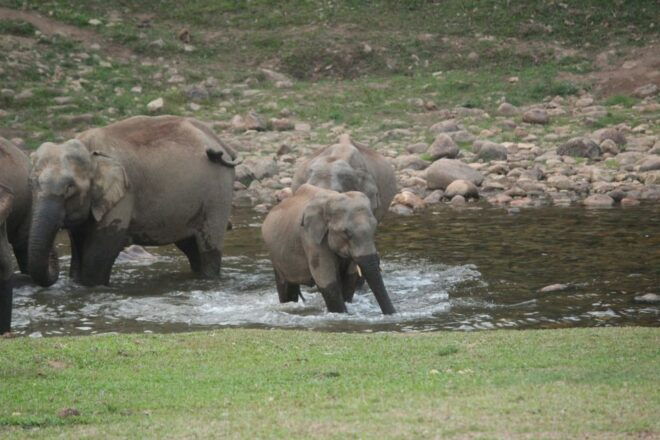 Munnar Tea Garden and Elephant Visiting Safari 4*4 - The Sum Up