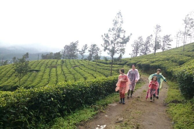 Munnar Tea Plantation Evening walking with Sunset View - Who Should Consider This Tour?