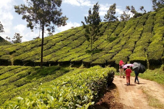 Munnar Tea Plantation Evening walking with Sunset View - Exploring the Itinerary in Detail  