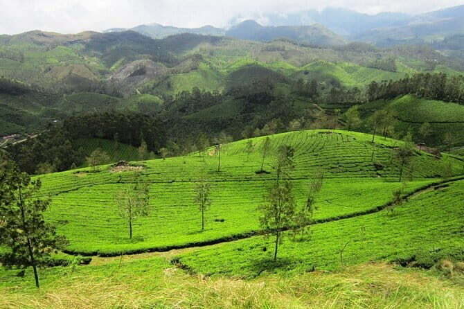 Munnar Tea Trail Tour , Tea factory visit & Tea Tasting - An In-Depth Look at the Munnar Tea Trail Tour