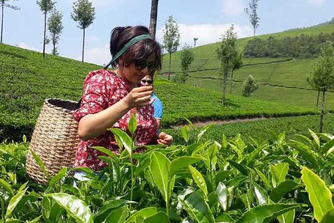 Munnar Tea Trail With Factory Experience ( by Munnar Info) - Booking Details and Pricing