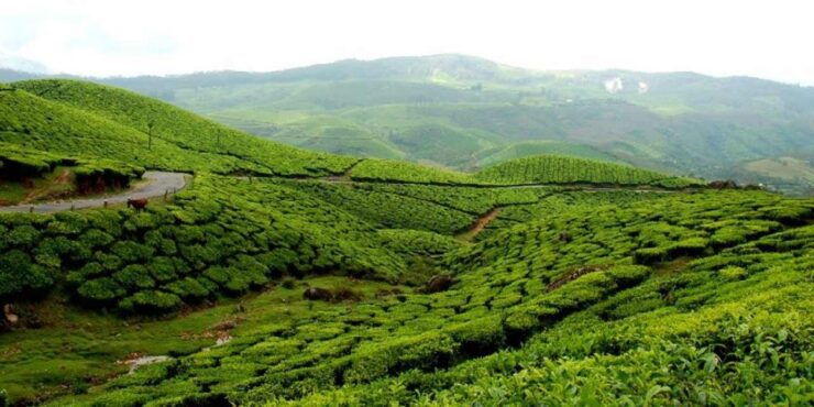Munnar to Allepey One-Way Transfer - Transfer Experience