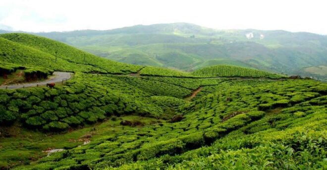 Munnar to Allepey One-Way Transfer - Transfer Description