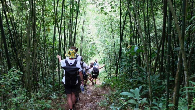 Muong Hoa Valley: Rice Fields, Villages, Mountain Views - Activity Details