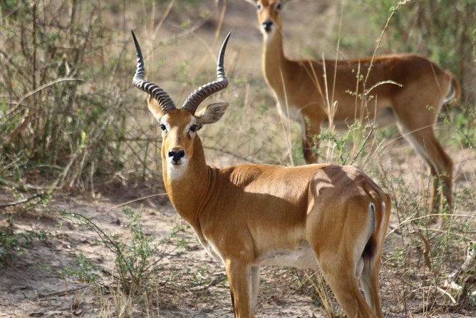 Murchison Falls Nature Safari - Start Time and Duration