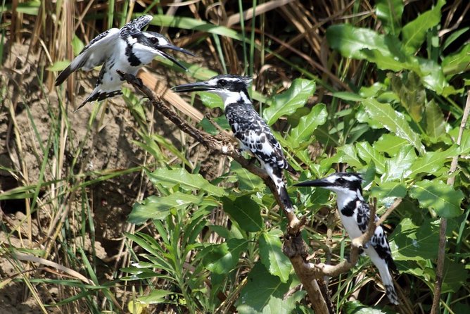 Murchison Falls Nature Safari - Pricing and Group Size