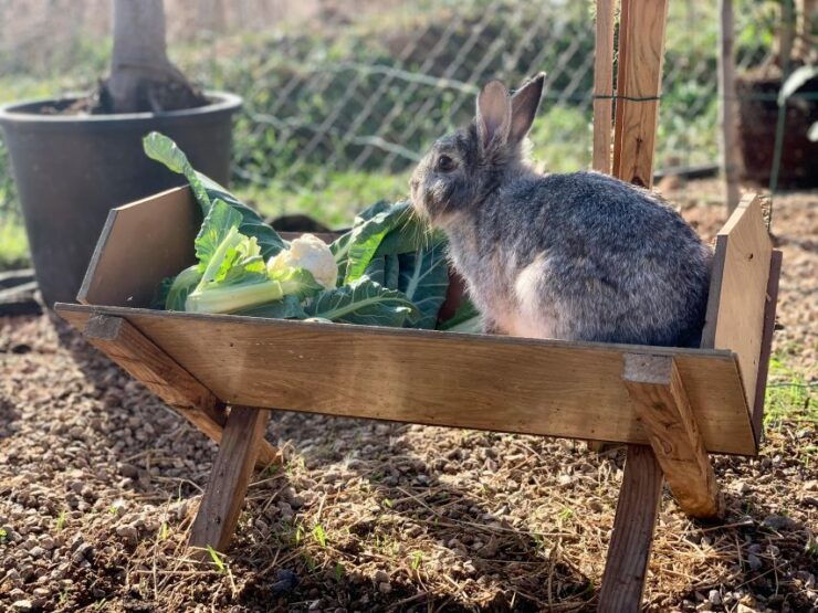 Murcia, Astronomy Night in Finca Astronomica - Event Description