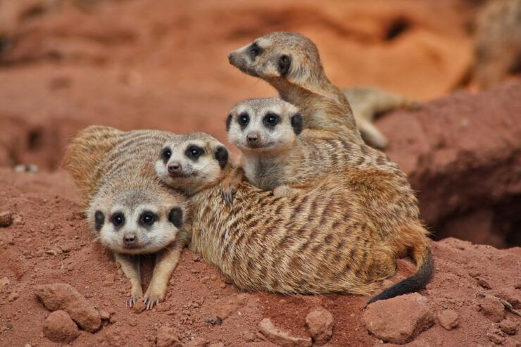 Murcia: Terra Natura Murcia Ticket Entry - Ticket Price and Cancellation Policy