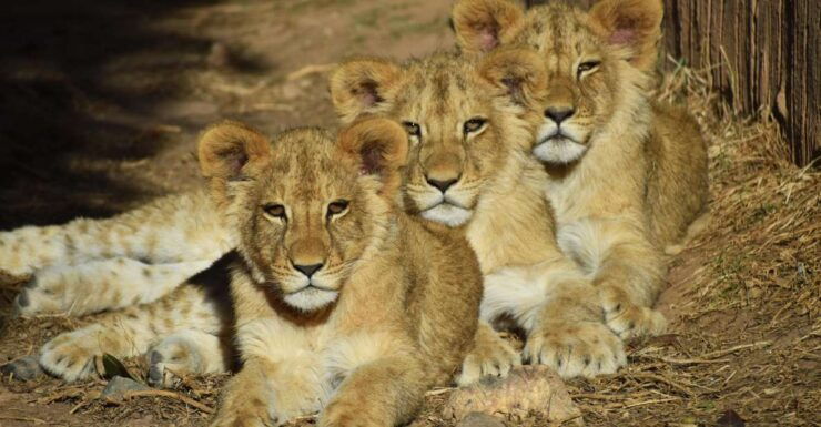 Murcia: Terra Natura Murcia Ticket Entry - Inclusions and Accessibility Information