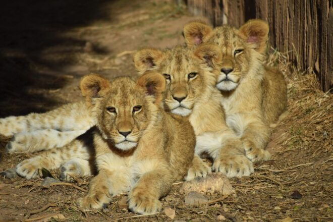Murcia: Terra Natura Murcia Ticket Entry - Park Rules and Regulations