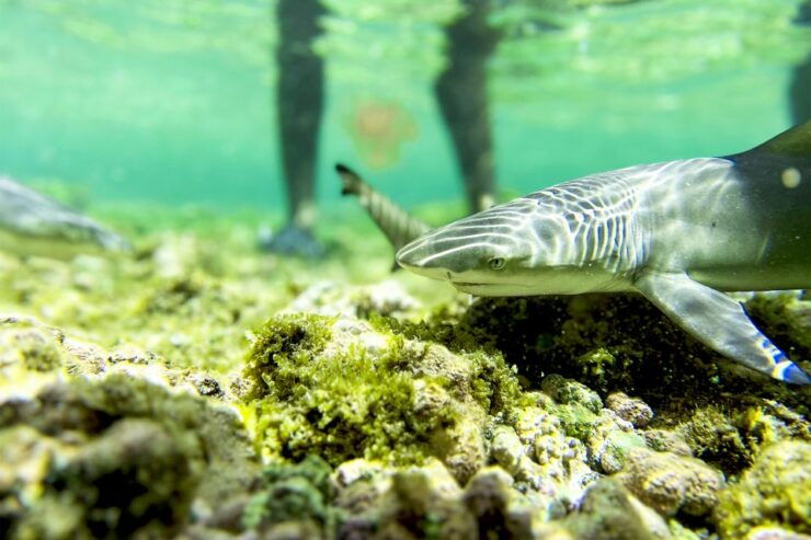 Murdeira: Sal Island Nature Reserve and Fishing Village Tour - Tour Details