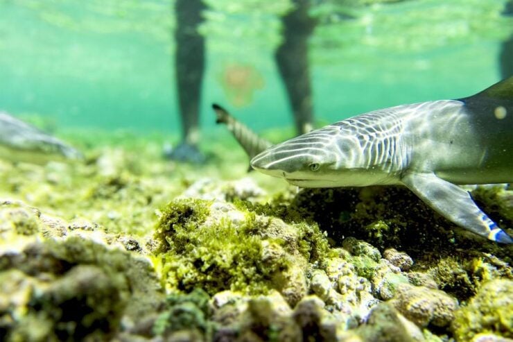 Murdeira: Sal Island Nature Reserve and Fishing Village Tour - Additional Information