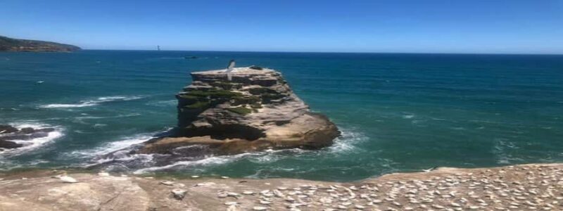 Muriwai Beach & Gannet Colony Private Tour - An Authentic Day Out Along Auckland’s West Coast