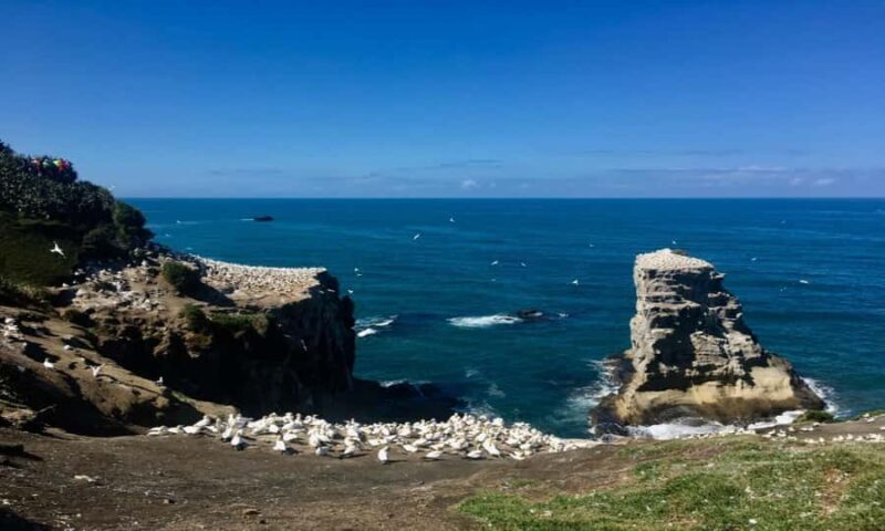 Muriwai Beach & Gannet Colony Private Tour - FAQs