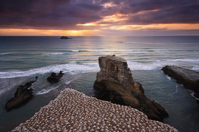 Muriwai Scenic Gannet & Wine Experience Incl. Lunch - Day Tour From Auckland - Gannet Colony Visit