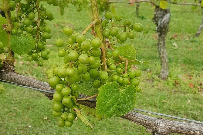 Muriwai Scenic Wine Tour From Auckland - Common Questions