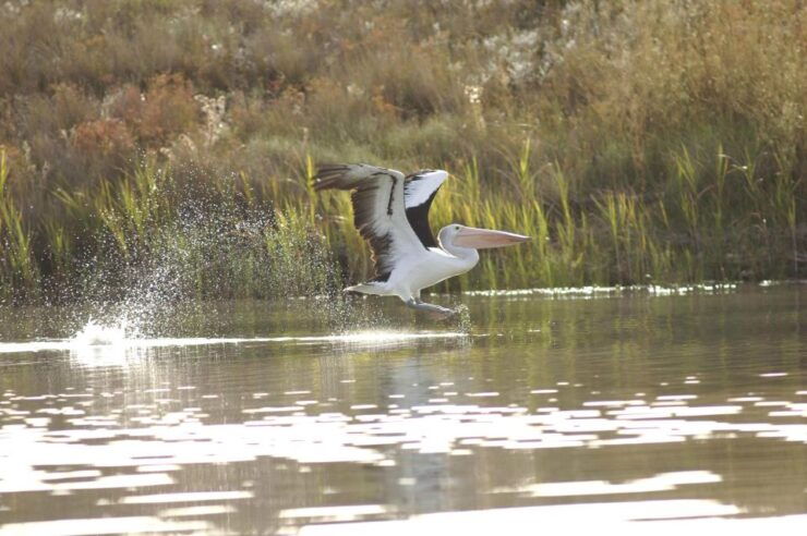 Murray River Highlights and Luncheon Cruise - Experience Highlights
