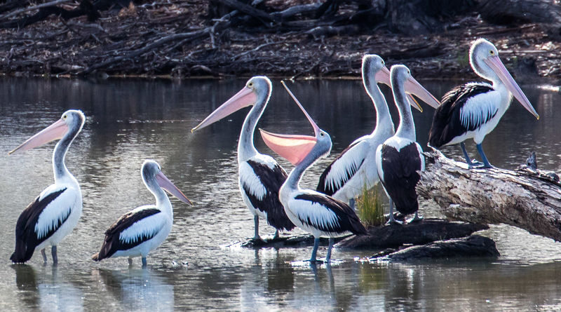 Murray River Highlights Day Tour - Leaving Adelaide at 9:15 am