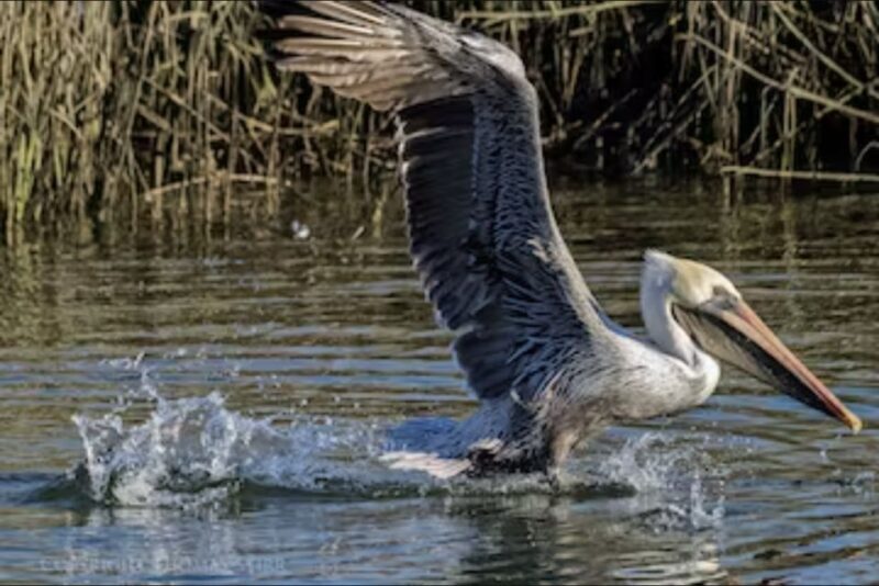Murrells Inlet: Saltwater Marsh Eco Tour w/ Marine Biologist - Good To Know