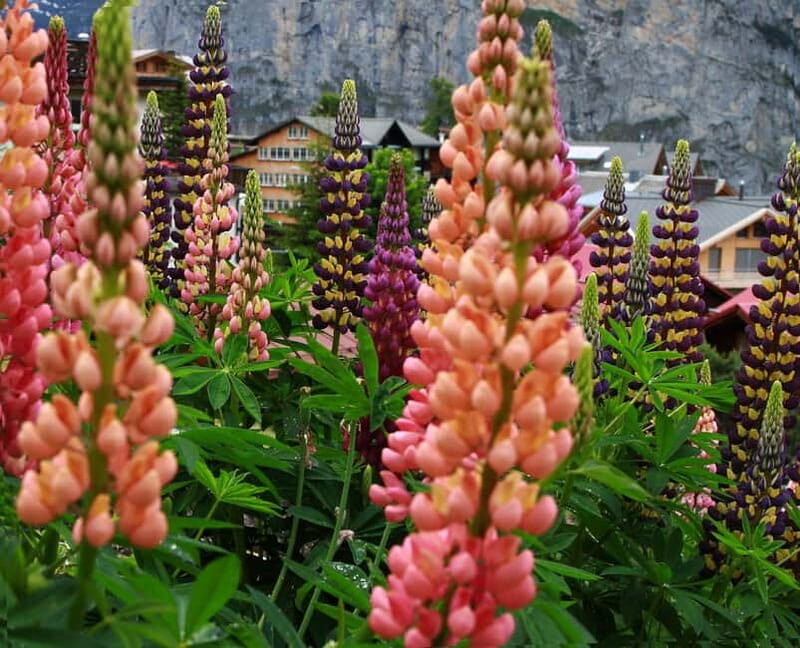 Murren - Private Guided Walking Tour - The Evangelical Reformed Church: A Touch of Charm