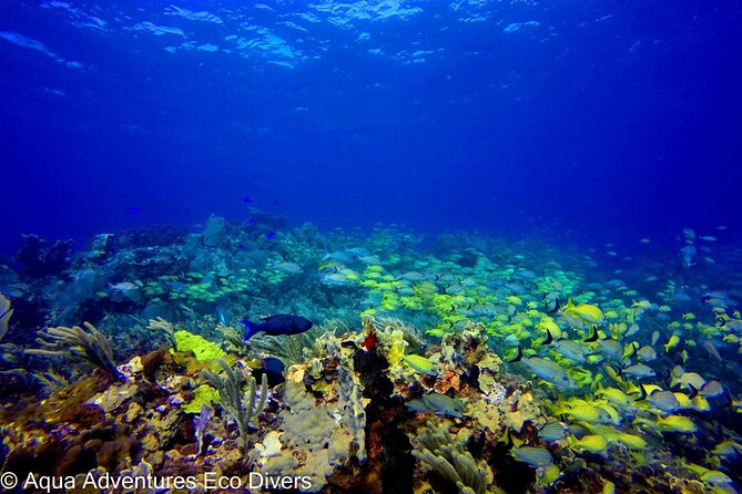 MUSA Museum and Colorful Reef 2 Tank Dive-Certified Divers - Overview of the MUSA Museum and Colorful Reef Dive