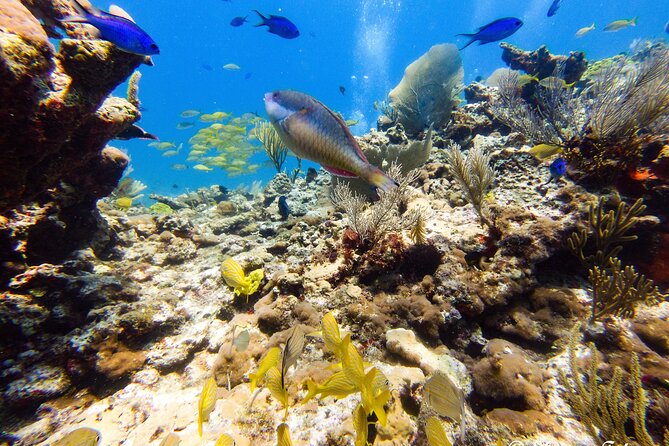 MUSA Museum and Colorful Reef 2 Tank Dive-Certified Divers - Start Point and Meeting Details