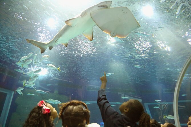 Museum of Tomorrow, Aquario & Olympic Boulevard in Rio De Janeiro - Overview of Museum of Tomorrow