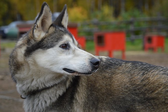 Mush Your Own Sled Dog Team (Summer/Fall Tour) - Tour Highlights