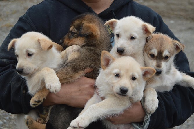 Mush Your Own Sled Dog Team (Summer/Fall Tour) - Tour Logistics