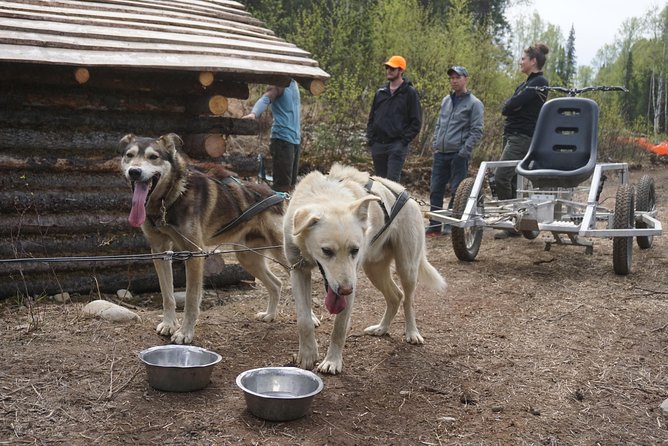 Mush Your Own Sled Dog Team (Summer/Fall Tour) - Pricing and Booking Information