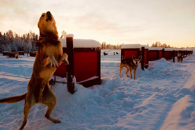 Mush Your Own Sled Dog Team (Winter Tour) in Talkeetna, Alaska - What to Expect