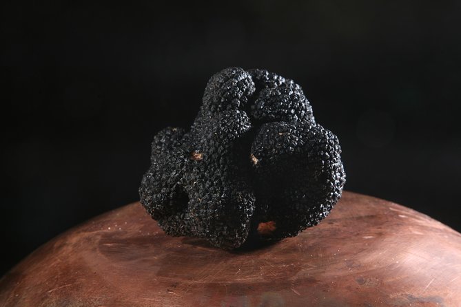 Mushroom And Truffle Hunting - Questions and Assistance