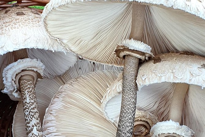 MUSHROOM FORAGING TOUR in Slovenia - Tour Highlights