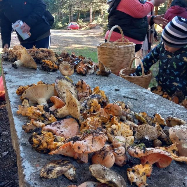 Mushroom Hunting - Booking Information