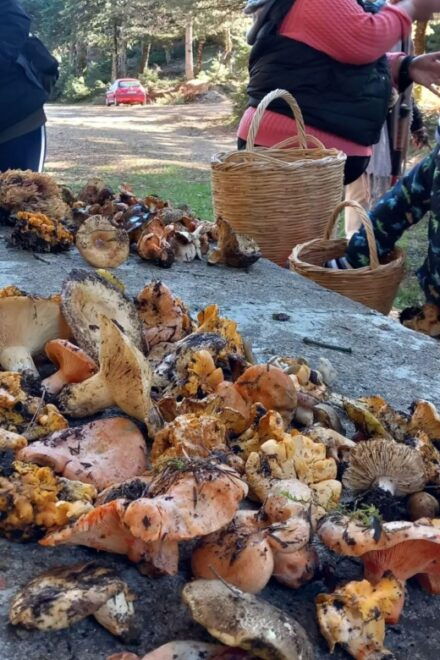 Mushroom Hunting - Restrictions