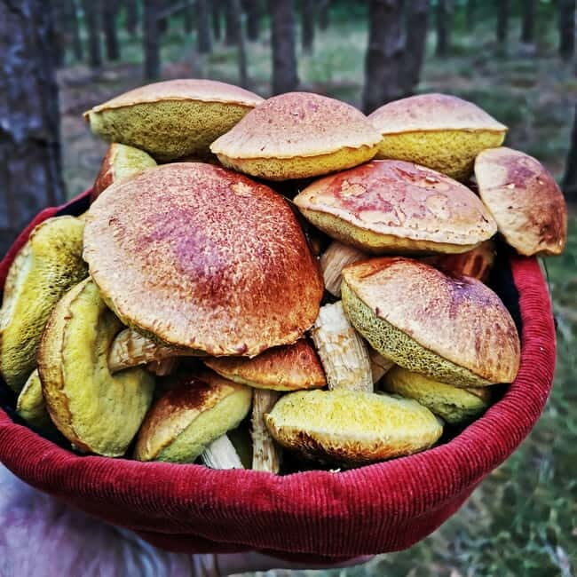 Mushroom picking in the forests near Riga - Mushroom Picking in the Forests Near Riga: An Authentic Latvian Experience
