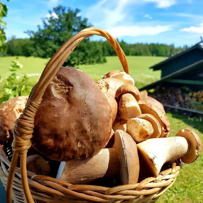 Mushroom picking in the forests near Riga - FAQ