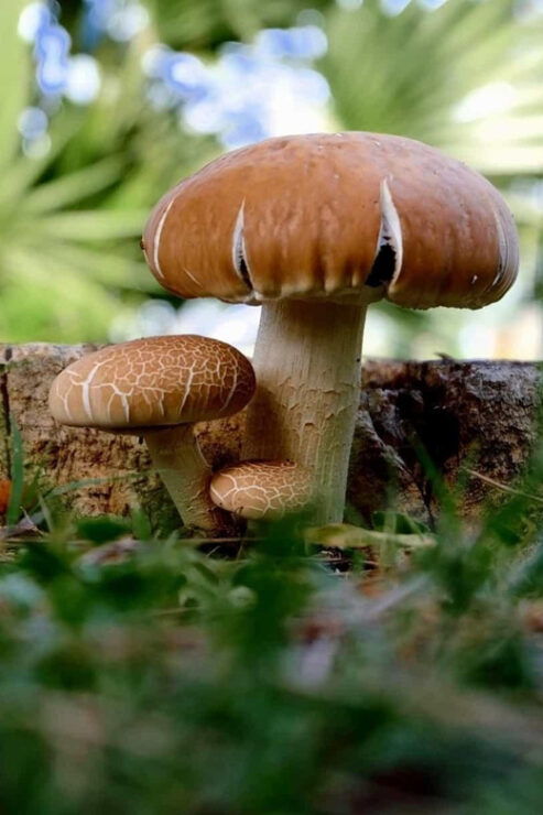 MUSHROOMS - Good To Know