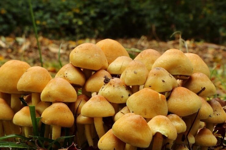 MUSHROOMS - Types of Edible Mushrooms