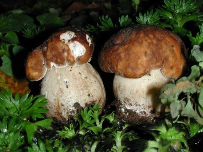 MUSHROOMS - Health Benefits of Mushrooms