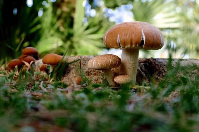 MUSHROOMS - Mushroom Cultivation Techniques