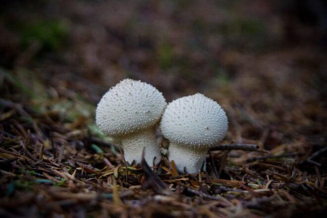 MUSHROOMS - Environmental Impact of Mushrooms