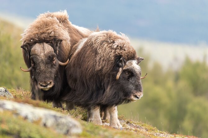 Musk Ox Safari in Dovrefjell National Park From Oppdal - Spotting Musk Ox on the Guided Hike