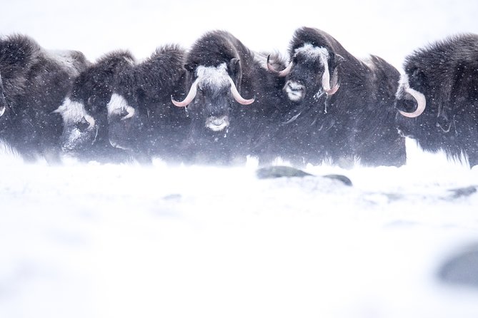 Musk Ox Safari in Dovrefjell National Park From Oppdal - Trekking Through Spectacular Mountain Scenery