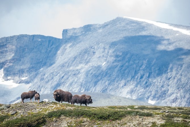 Musk Ox Safari in Dovrefjell National Park From Oppdal - Reindeer and Mountain Grouse Sightings