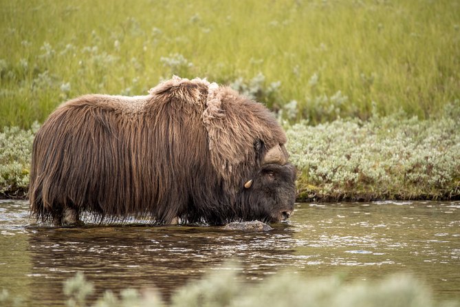 Musk Ox Safari in Dovrefjell National Park From Oppdal - Traveler Photos of the Experience