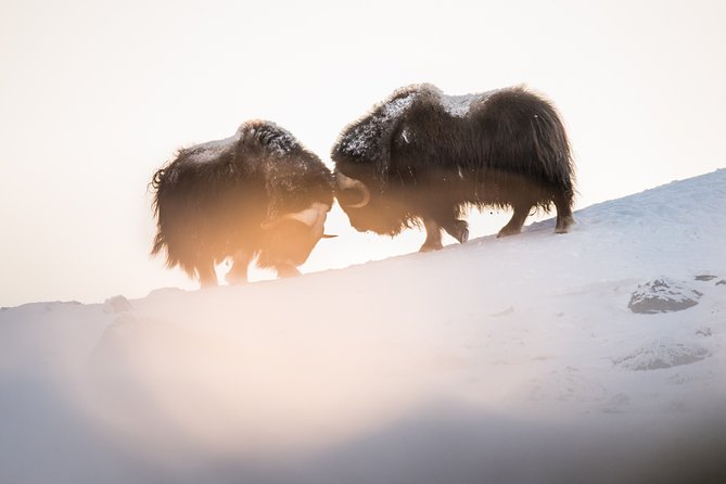 Musk Ox Safari in Dovrefjell National Park From Oppdal - Reviews and Ratings From Viator and Tripadvisor