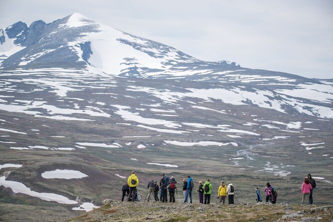Musk Ox Safari in Dovrefjell National Park From Oppdal - Pricing and Booking Options