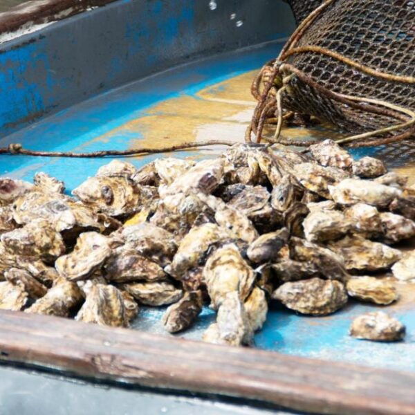 Mussel Boat Tour - The Sum Up