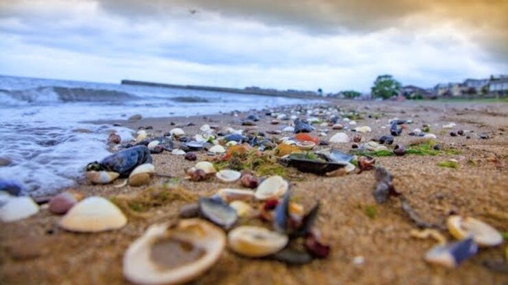 Musselburgh: Self-Guided Discovery Walk - Booking and Logistics